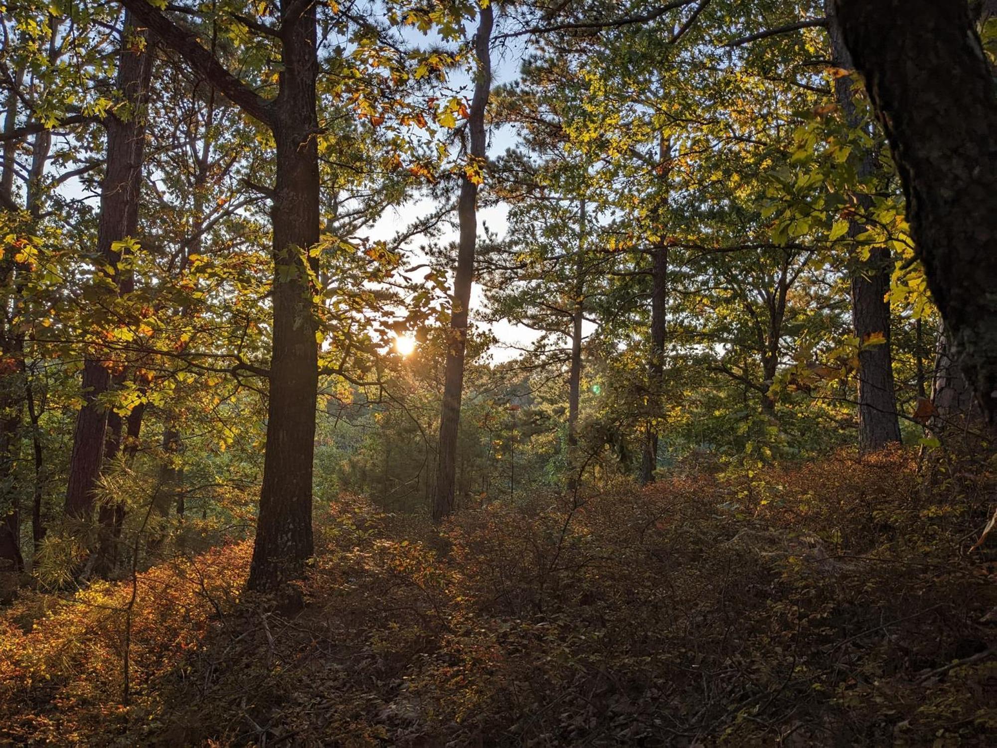 הוילה יוריקה ספרינגס Loblolly Pines #3 Adventure Aframe מראה חיצוני תמונה